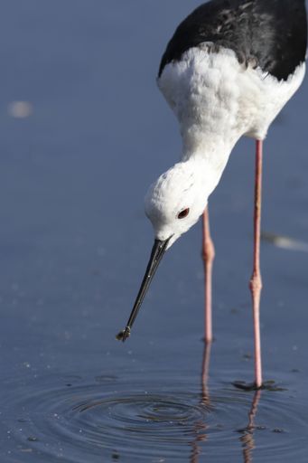 Adult breeding Black-winged stilt Himantopus himantopus with a caught rat-tailed maggot Syrphidae sp. Ghadira, Nature Reserve, Malta, Mediterranean