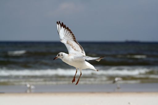 A closeup shot of a seagull flying over a sandy seashore