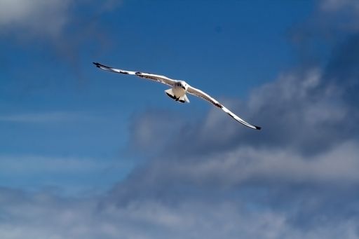 A beautiful shot of a seagull flying against a blue sky