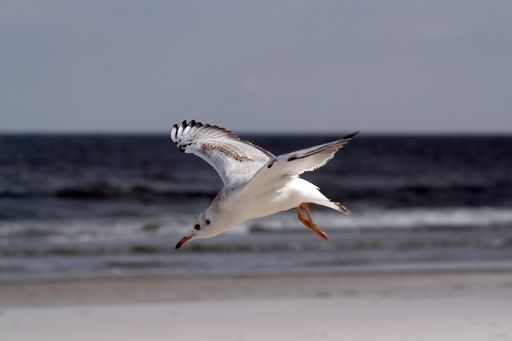 A closeup shot of a seagull flying over a sandy seashore