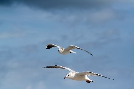 A beautiful shot of seagulls flying against a blue sky