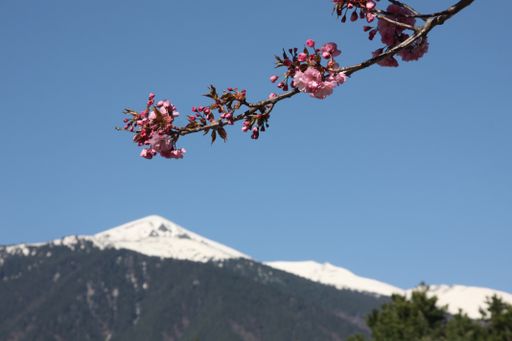 A twig of Japanese cherry tree on a background of the Pirin Mountain in Bulgaria