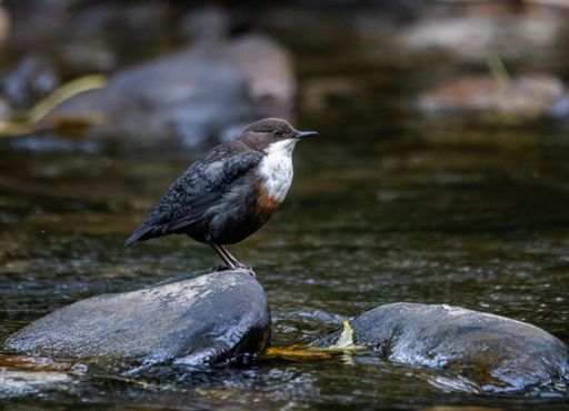 A tranquil scene of the River Cynon in South Wales, with a dipper perched on a stone in the foreground