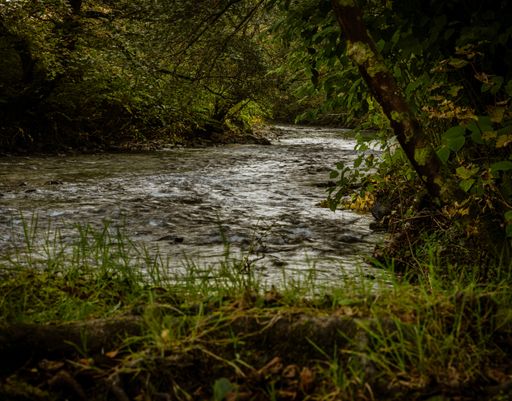 A winding river Cynon meandering through a sun-dappled wooded area of South Wales, surrounded by trees