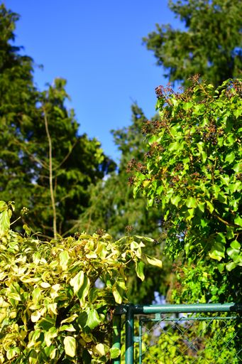 A vertical shot of a garden full of green trees behind the metal fence under the blue sky