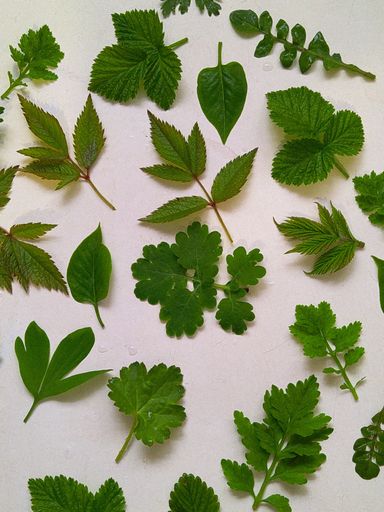 A top view of different types of green leaves on a white background