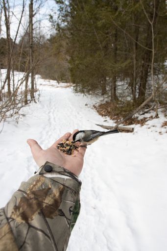 A vertical shot of a black and white songbird being fed from the hand of a man in winter