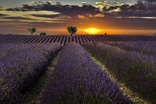 The amazing lavender fields at scenic sunset