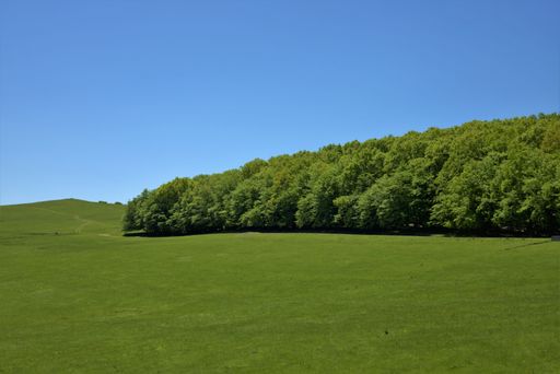 A scenic view of a landscape with a green wheat field and forest trees on a blue sky background