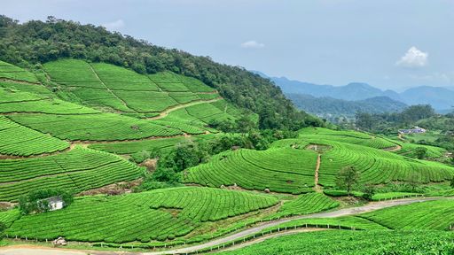 An aerial view of lush tea gardens in Munnar, Kerala, India