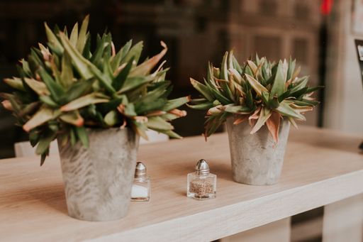 A closeup shot of two succulent plants on a table