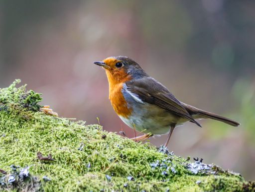 A graceful European robin (Erithacus rubecula) perched atop a bed of lush, mossy rocks