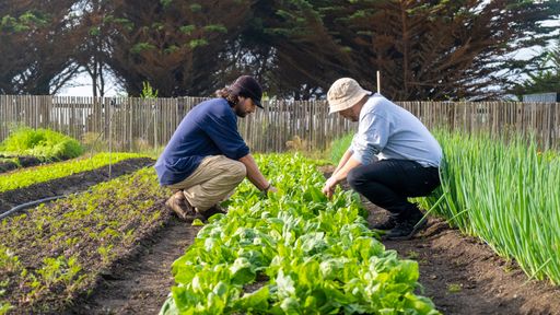 two young latin men working together in a vegetable garden, doing healthy vegetable maintenance, satisfactory work in a natural environment, plants an