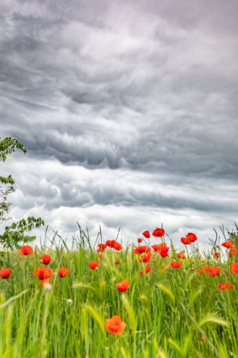 A vertical shot of red poppies on spectacular gray sky background with storm clouds