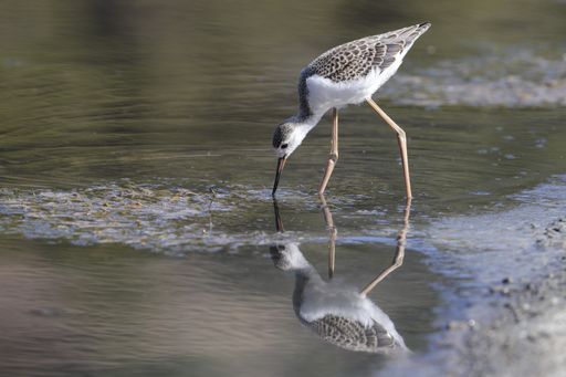 Juvenile of the year Black-winged stilt Himantopus himantopus foraging in shallow water, Ghadira Nature Reserve, Malta, Mediterranean