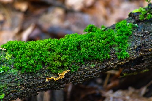 A closeup selective focus shot of a tree branch with moss on top with woods on the background