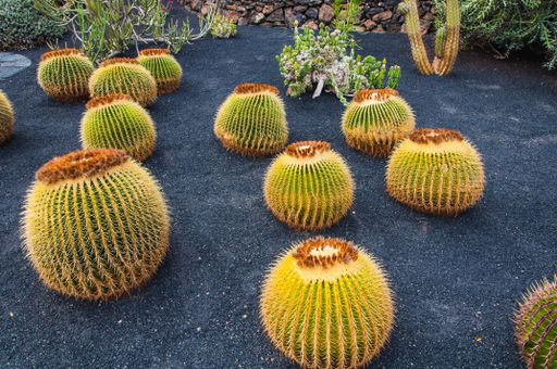 the different types of beautiful cactuses growing in black sand in a botanical garden