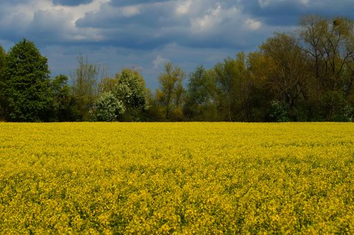 The beginning of the rape blossom colours the landscape in the north of Frankfurt yellow.