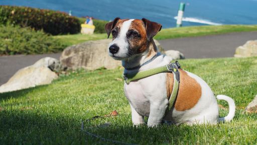 A Jack Russell Terrier dog sitting in a grassy meadow