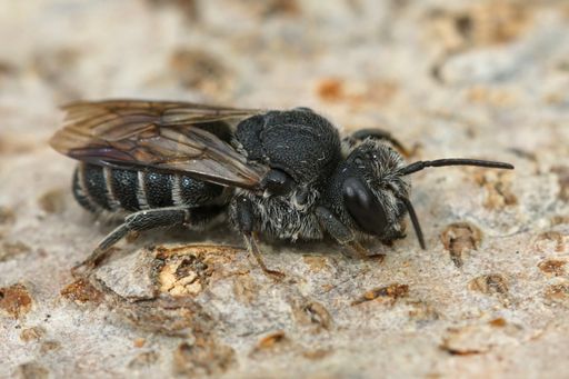 A macro shot of the black cleptoparasite or cuckoo bee on a wood, the nature of Gard, France