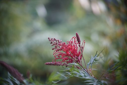 A close-up, selective focus shot of a red flower