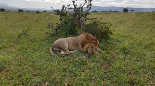 A proud and majestic lion lounging on a grassy plain in its natural habitat