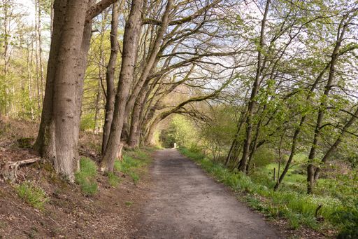 A forest road overgrown with trees, somewhere in Netherlands. The perfect place for a morning jog