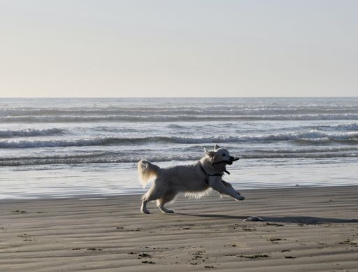 A cheerful white dog running around with a stick in its mouth on a beach with sea waves in the background