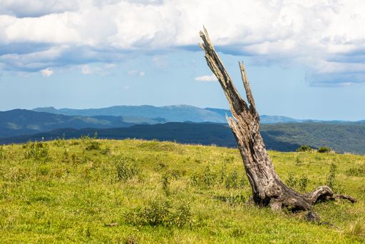 A dry tree trank alone in a green grassy field on the top of a mountain under a cloudy sky