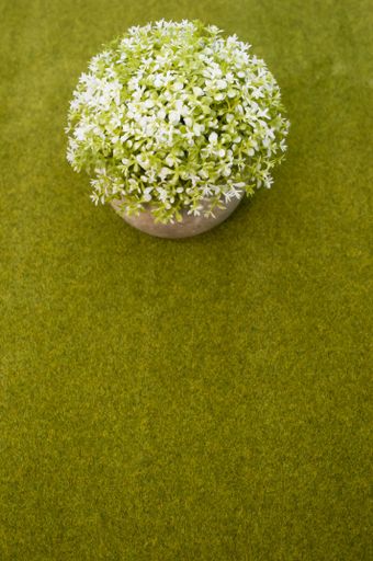 A vertical shot of a white blooming plant in the pot in the green grass background