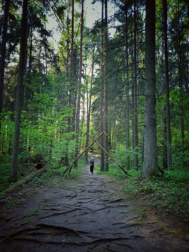 A forest with tall trees during daytime
