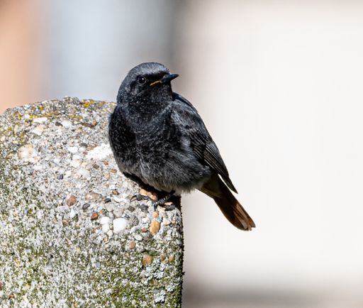 A closeup shot of a Black redstart bird on a rock