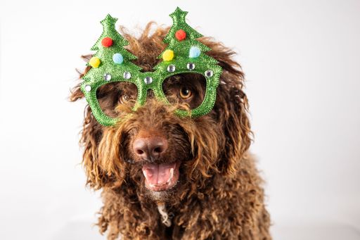 Closeup of a dog with christmas glasses isolated