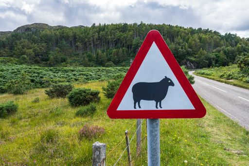 A roadside warning sign of sheep crossing along a highway in Scotland
