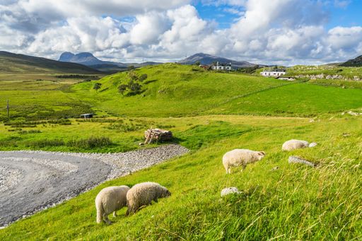A typical green Scottish landscape with grazing sheep, north west Scotland