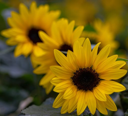 A closeup shot of beautiful yellow susan flowers