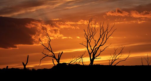 A stunning image of a trio of trees silhouetted against a beautiful sky, illuminated by the setting sun