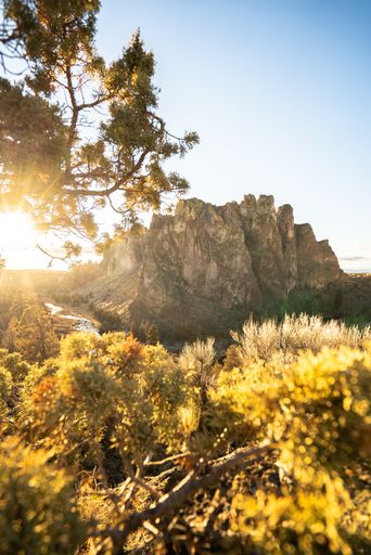 A closeup shot of dry bushes in a desert area with high rocky cliffs in the background