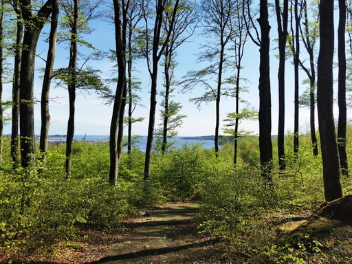 A beautiful landscape of springtime Bokeskogen in Larvik, Norway
