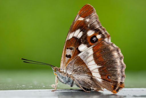 A beautiful butterfly on a wooden outdoor table, its wings open to the sun