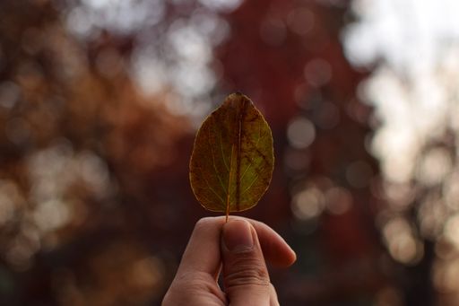 A closeup of a person holding a small Autumn leaf with a blurred natural background