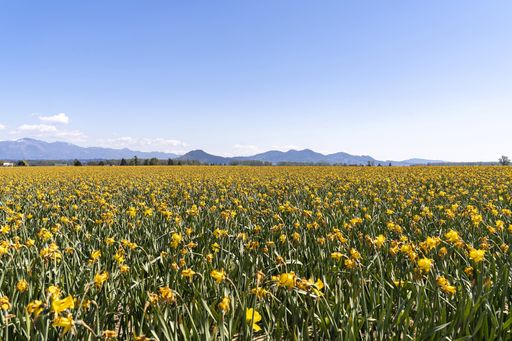 A beautiful scenery of a field of yellow tulips