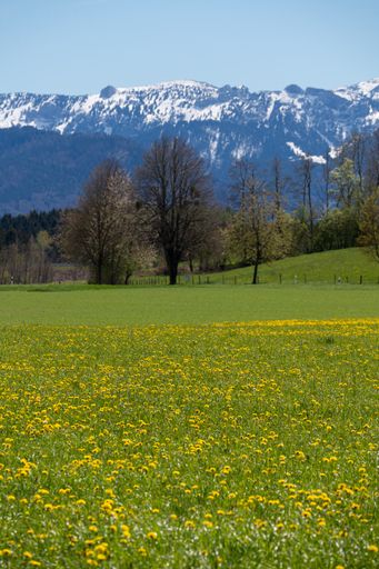 Field full of Dandelion in Bavaria