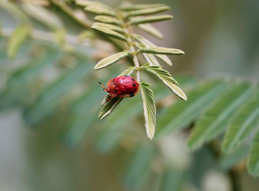A close-up of a beetle on a lush green plant