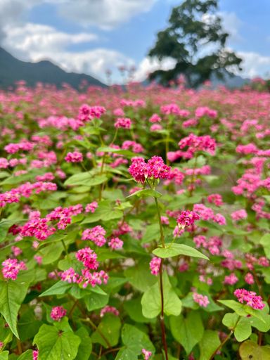 A scenic landscape featuring a rolling hillside with a blanket of pink wildflowers in the foreground.