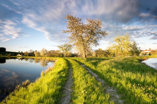 A solitary tree stands in the middle of a lush, grassy meadow, next to a tranquil river