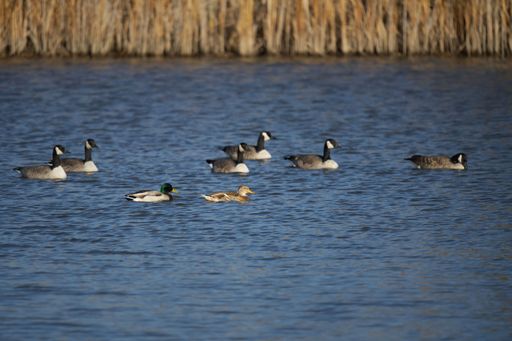 A large flock of ducks leisurely swimming on a tranquil body of water surrounded by tall grasses and serene nature