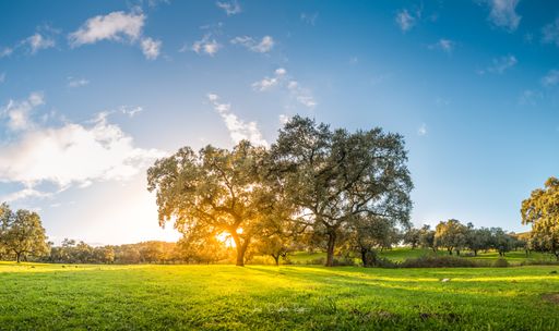 A wide angle shot of a meadow of the Sierra de Aracena surrounded by trees under a blue sky