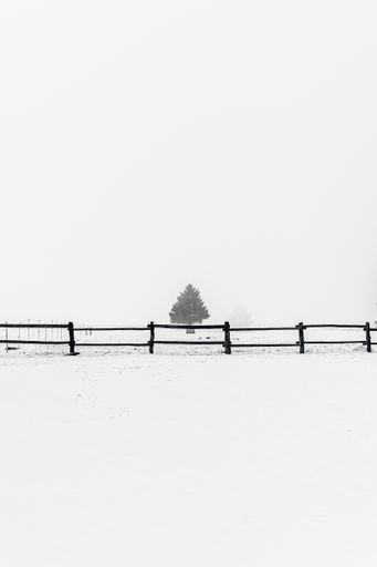 A vertical shot of a single tree in the distance on a snowy field - great for a background