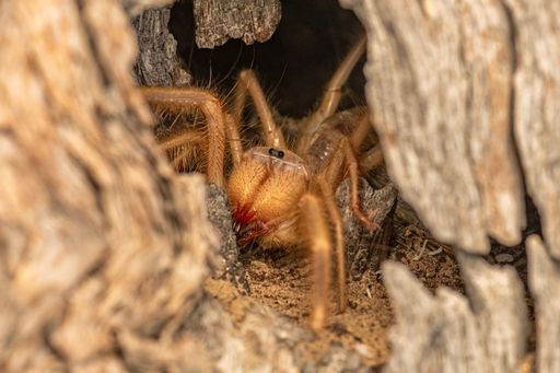 A close-up shot of a brown spider crawling out of a hole in a tree branch